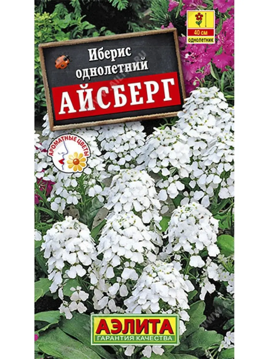 Иберис многолетний посадка и уход, выращивание в открытом грунте, фото в ландшафтном дизайне