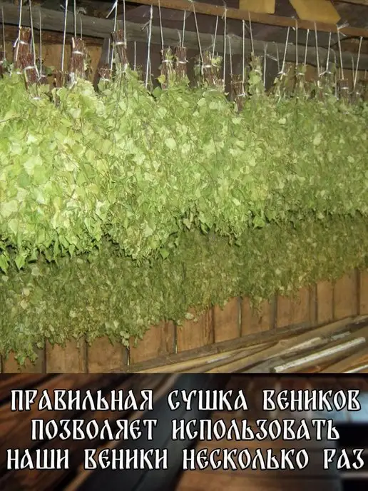 веник для бани березовый банный 6 штук, 6 шт, фото 7