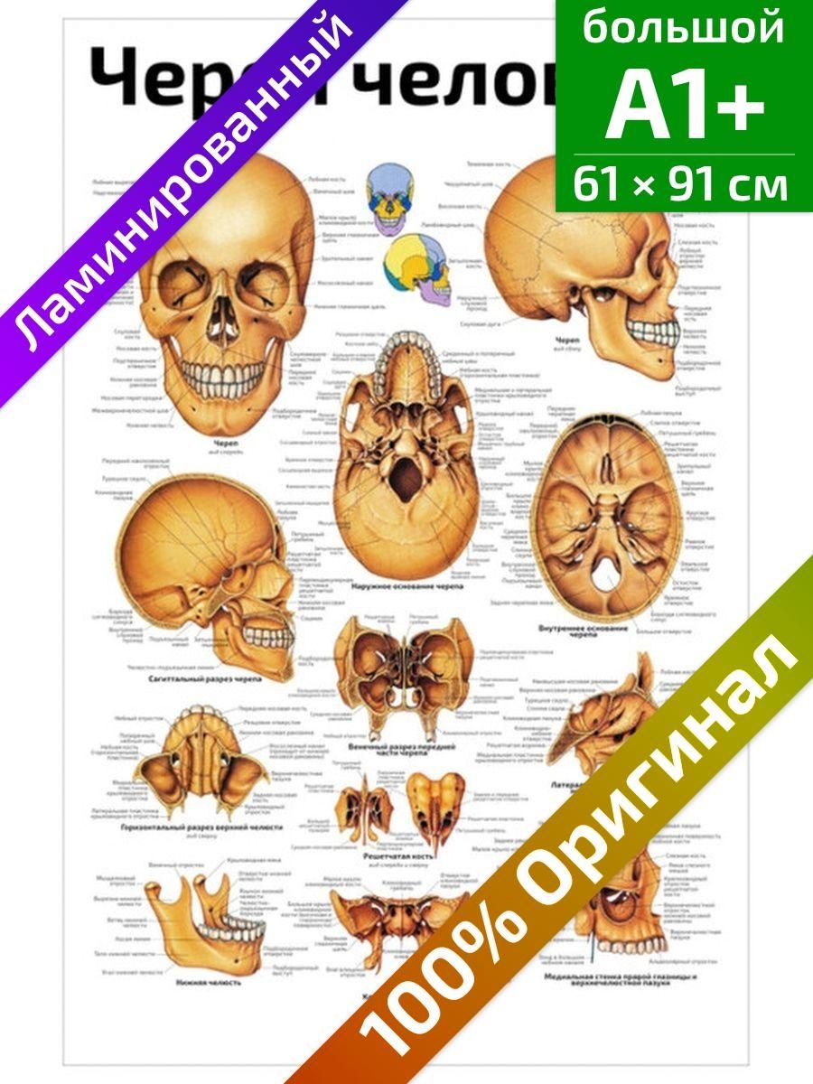 Анатомический плакат