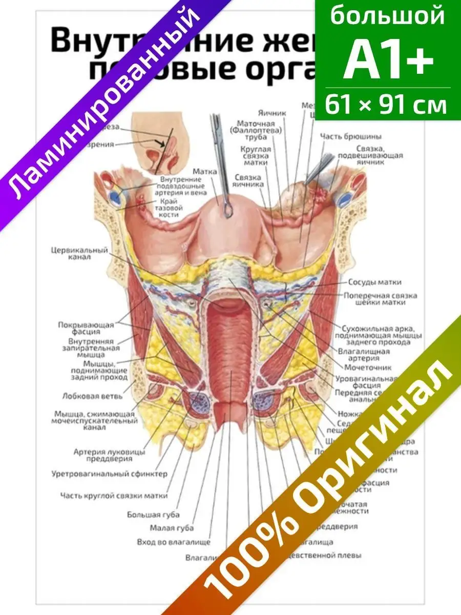 Анатомия органов брюшной полости | lys-cosmetics.ru