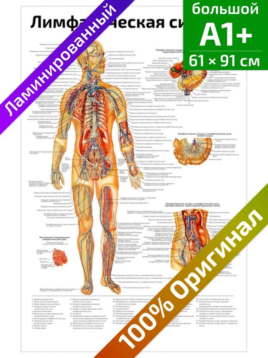 Анатомический плакат. Анатомические плакаты. Плакат анатомия в цифрах. Анатомический плакат внутренних органов. Анатомические плакаты на русском.