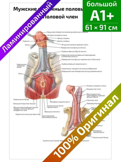 Геморрой у мужчин: симптомы и лечение - диагностика геморроя