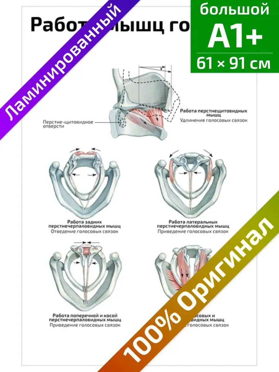 Работа мышц гортани голосообразование плакат 61х91см Квинг 142155897 купить  за 653 ₽ в интернет-магазине Wildberries