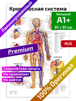 Плакат Кровеносная система анатомический 61х91см Квинг 142156484 купить за 1 890 ₽ в интернет-магазине Wildberries