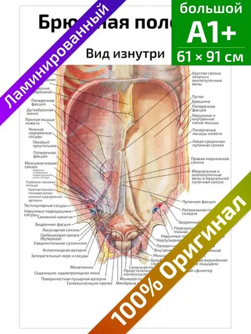 Ишиоанальная ямка - Ischioanal fossa - Википедия