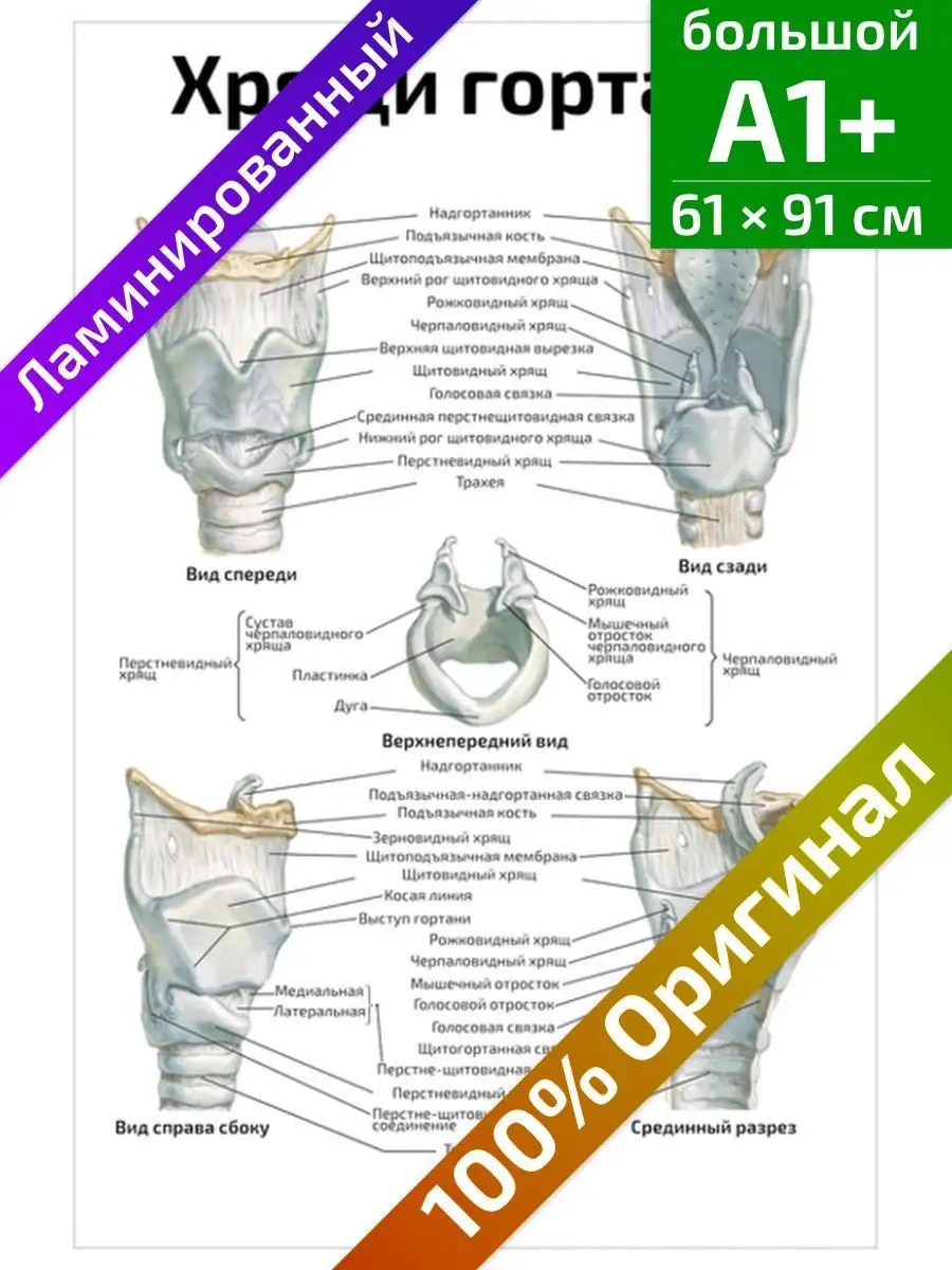 Хрящи гортани анатомический медицинский плакат 61х91см Квинг 142156629  купить за 633 ₽ в интернет-магазине Wildberries