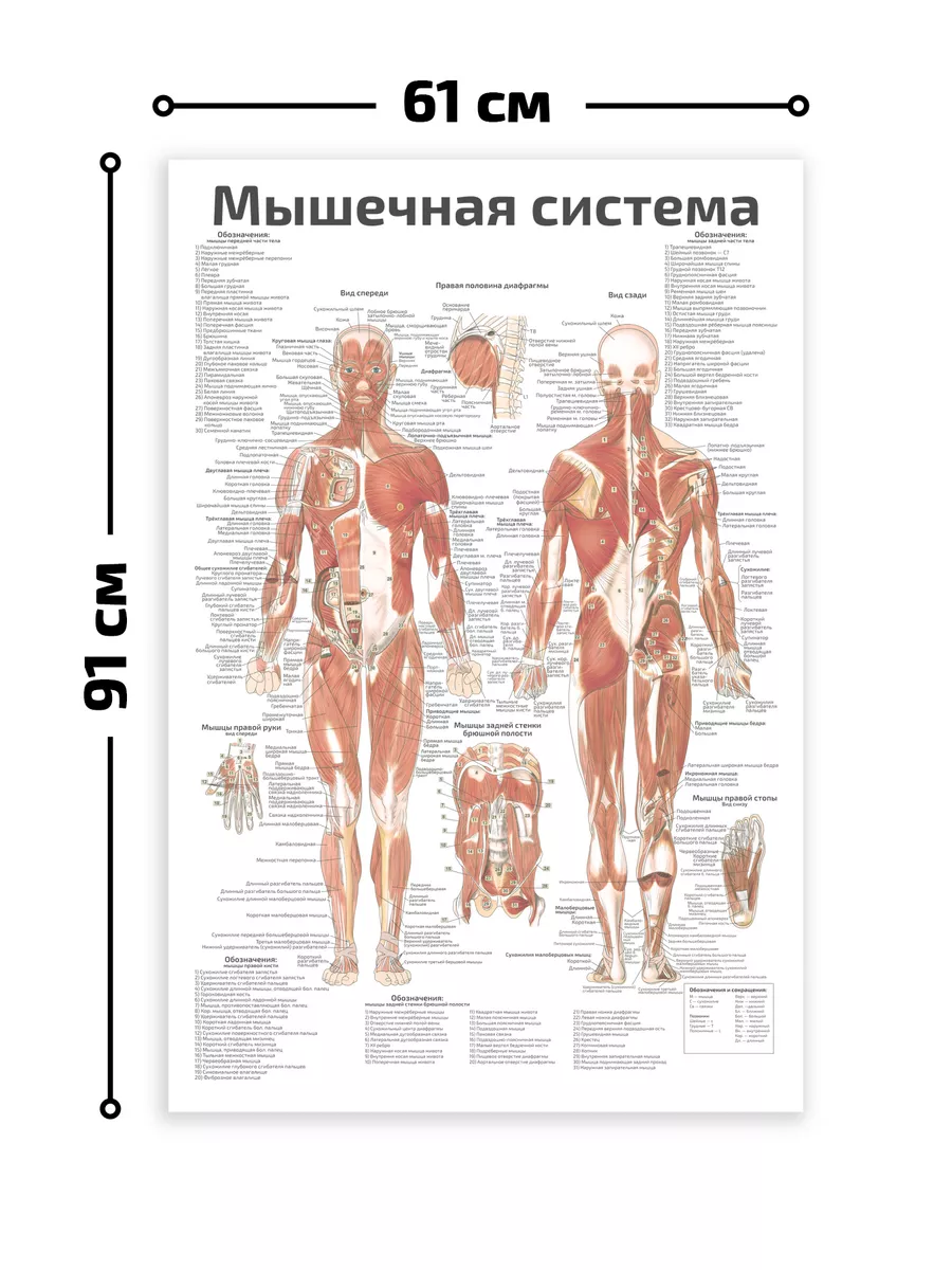 Мышечная система человека анатомический плакат 61х91см Квинг 142156697  купить за 765 ₽ в интернет-магазине Wildberries