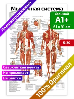 Мышечная система человека анатомический плакат 61х91см Квинг 142156697 купить за 735 ₽ в интернет-магазине Wildberries