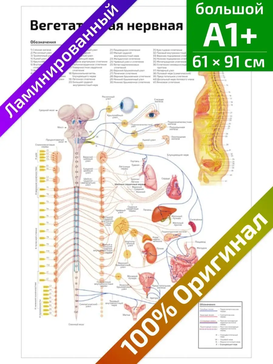 Вегетативная нервная система анатомия плакат А1