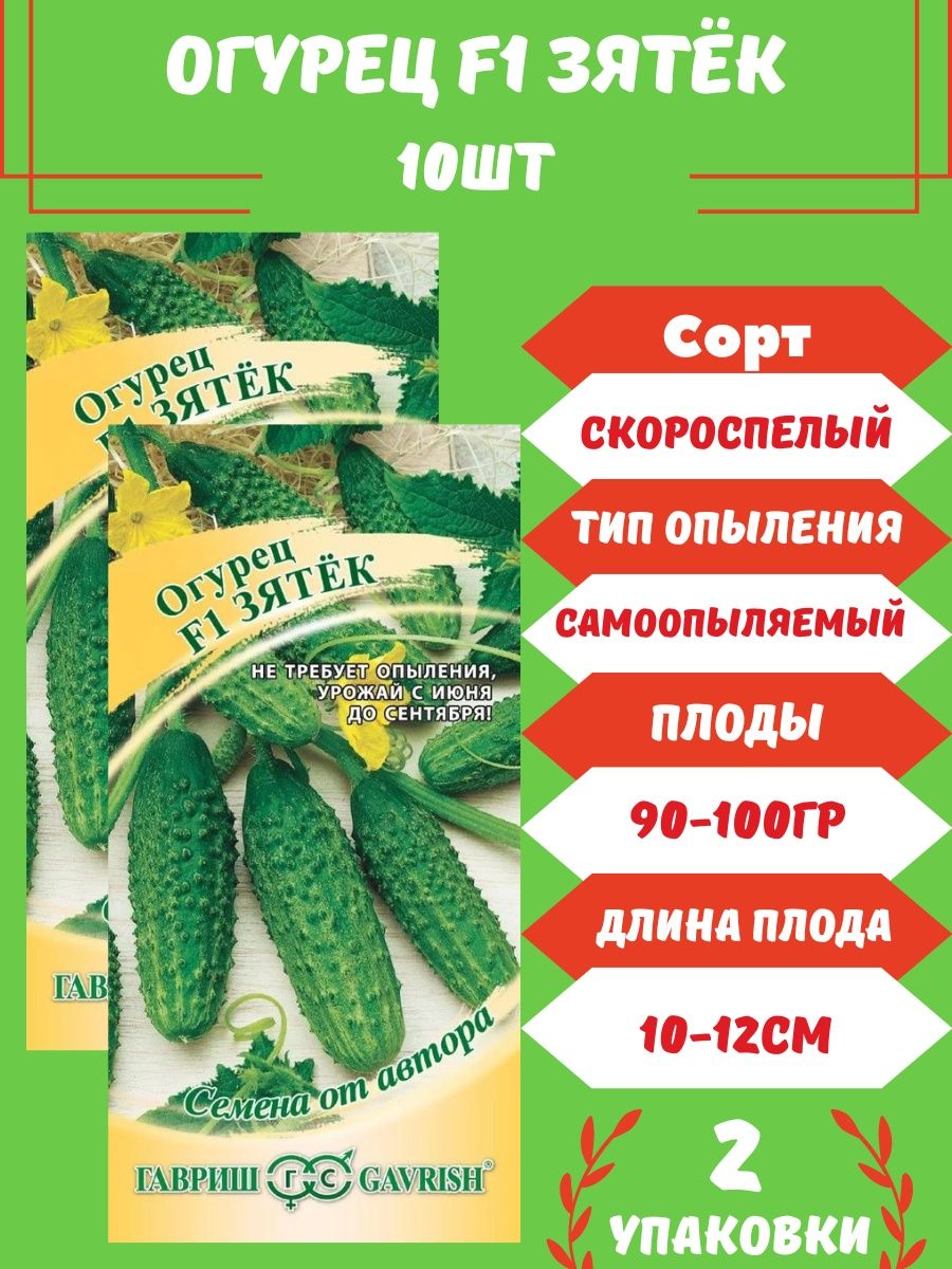 Огурец зятек. Зятек огурцы отзывы. Огурцы зятек фото.