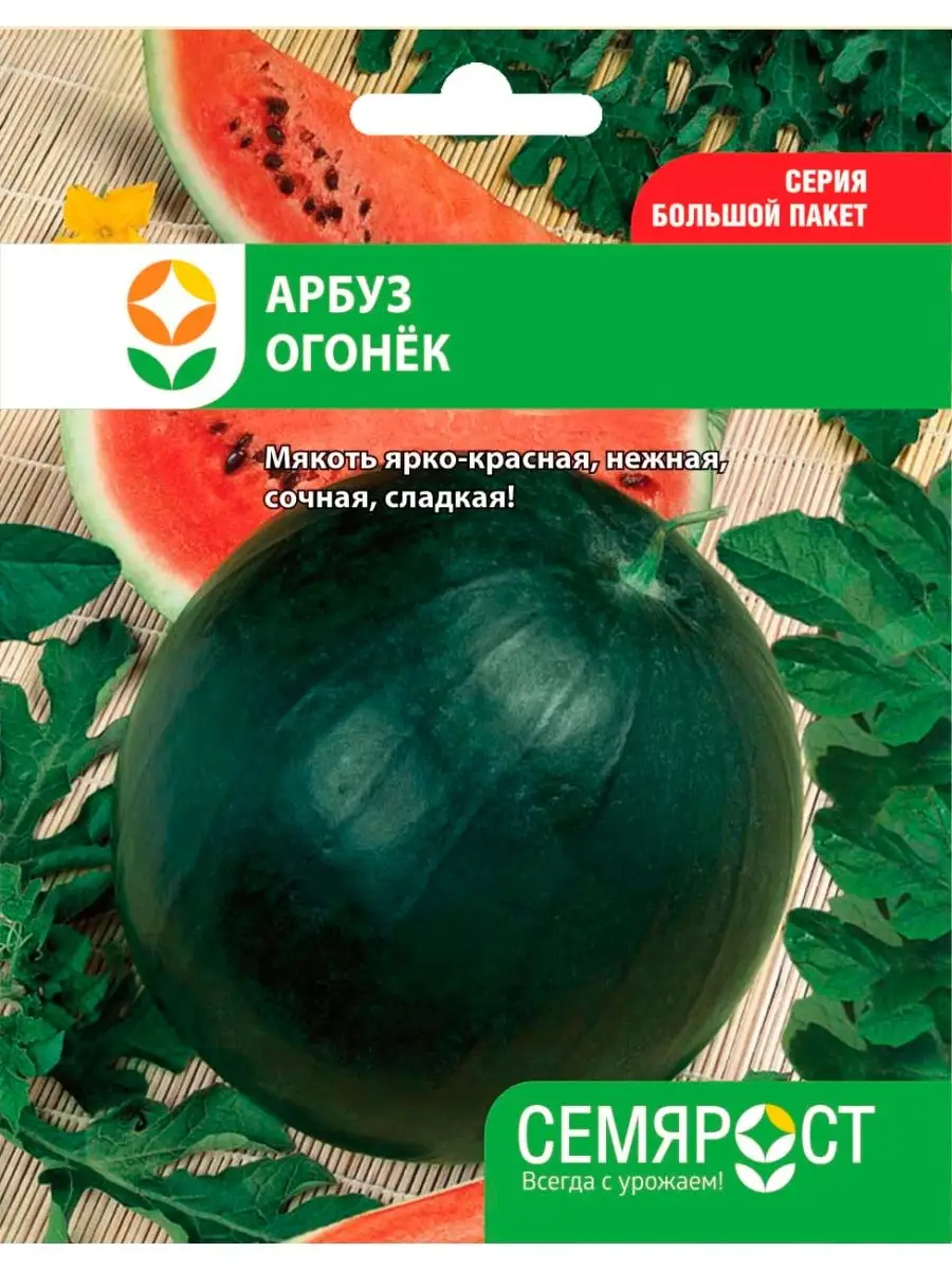 Арбуз огонек описание сорта фото отзывы. Семена арбуза огонек фото. Сорт арбуза огонек. Огонек арбуз сибирские сортовые семена. Семена арбуза огонек удачные.