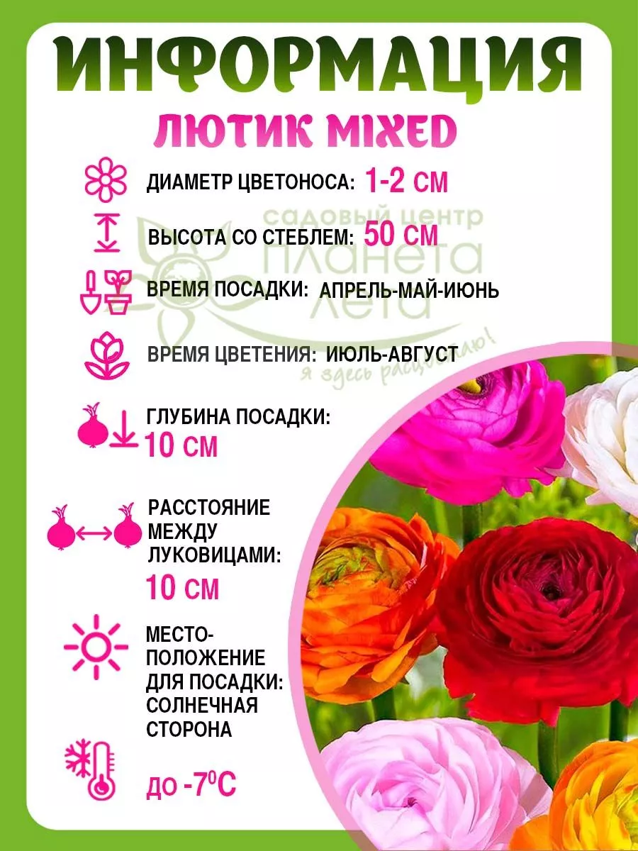 Ранункулюс (лютик) Пикоти, микс