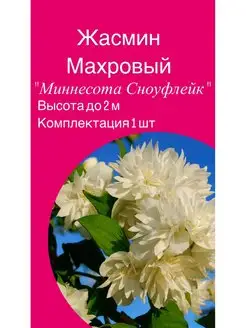 Жасмин махровый"Миннесота Сноуфлейк".Саженцы 142781834 купить за 271 ₽ в интернет-магазине Wildberries