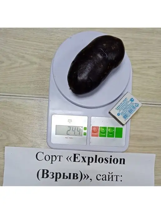АЛГОР-ЭКОПРОДУКТ Картофель Explosion (Взрыв) - 10 шт, 10 шт, фото 2