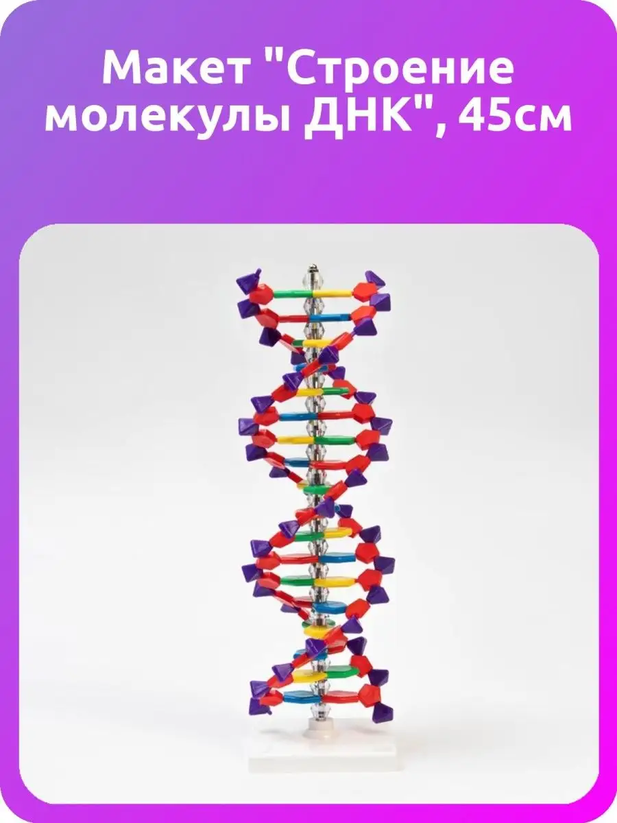 Макет 'Строение молекулы ДНК', 45см в Бишкеке купить по ☝доступной цене в Кыргызстане ▶️ gidrobort-zavod.ru