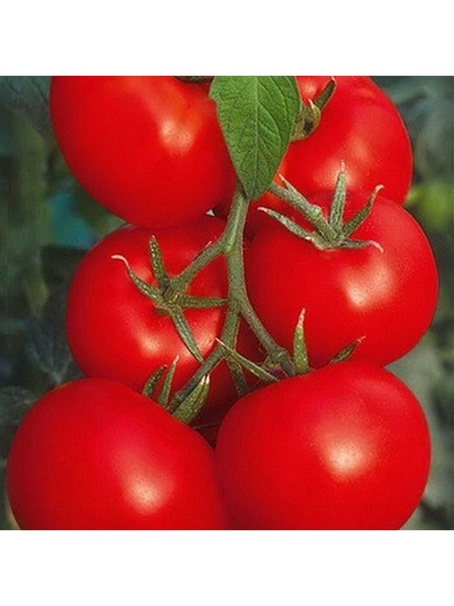 Сорт томатов оля f1. Томат рок-н-ролл f1. Торквей f1 томат. Томат Оля f1.