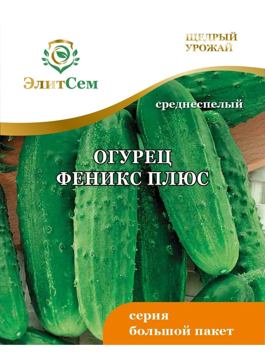 Огурец феникс плюс фото. Огурец Феникс плюс. Огурцы сорт Феникс. Огурец Феникс семена.