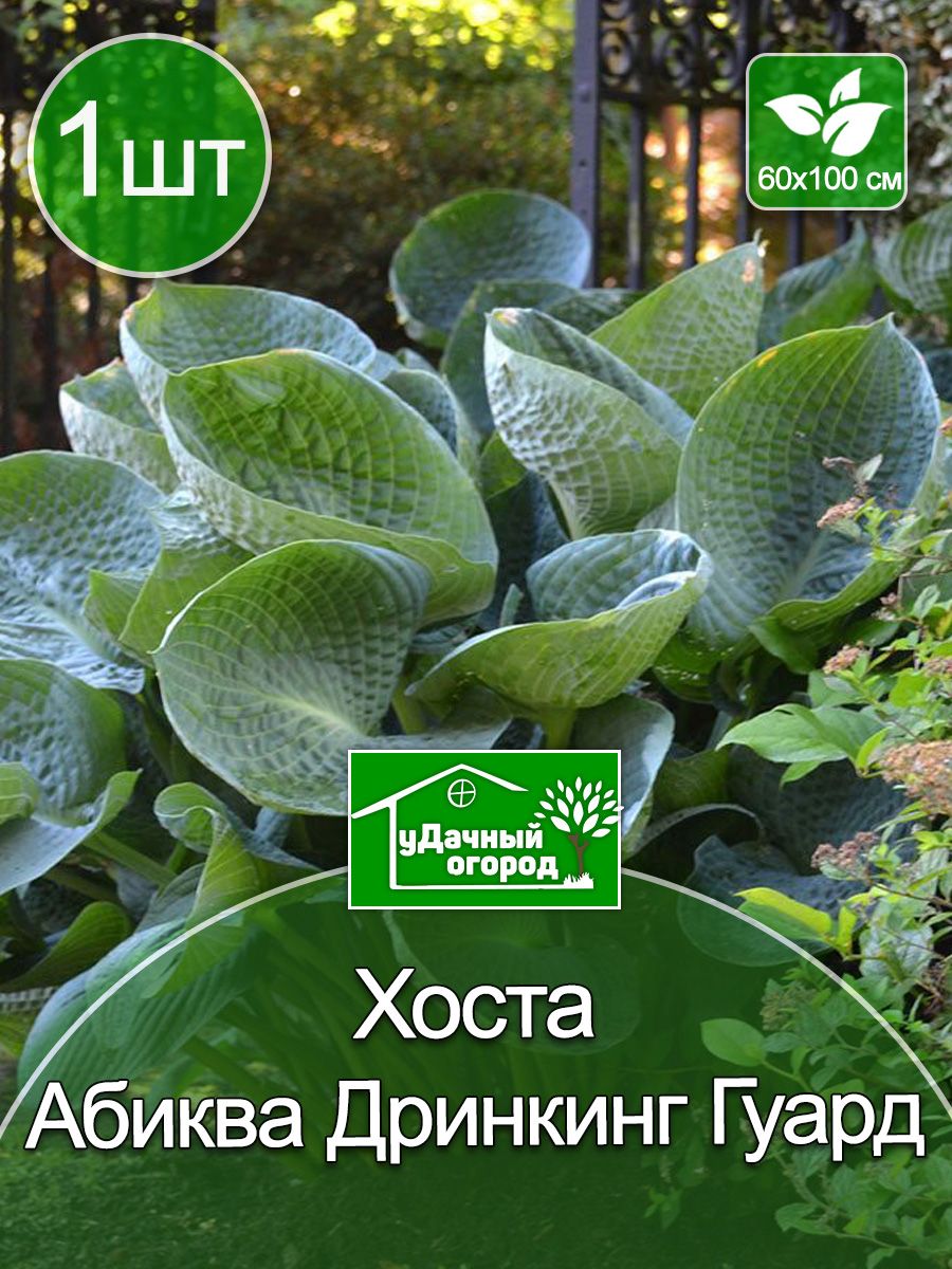 Хоста дринкин гурд фото и описание. Хоста гибридная Абикуа дринкин гурд. Хоста Абиква дринкин гурд. Хоста Абикуа мунибусм. Хоста Абиква дринкин гурд описание и фото.