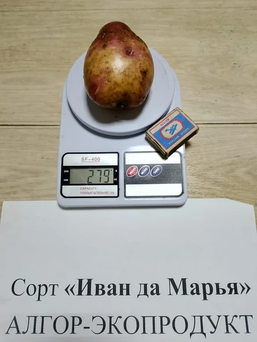 АЛГОР-ЭКОПРОДУКТ Картофель Иван да Марья - 10 шт, 10 шт, фото 2
