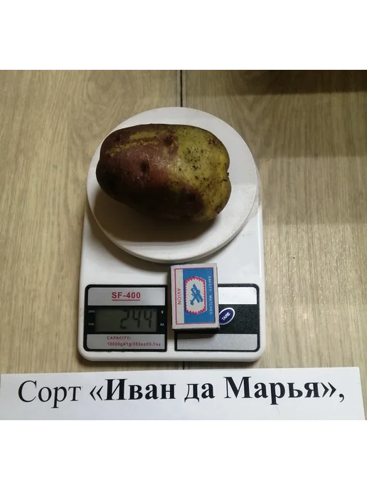 АЛГОР-ЭКОПРОДУКТ Картофель Иван да Марья - 10 шт, 10 шт, фото 3