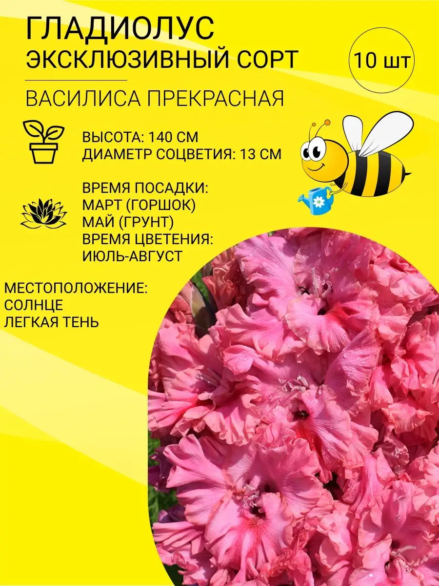 Гладиолус, луковицы, многолетние цветы 10 шт Пчелка Садовод 144456767  купить в интернет-магазине Wildberries