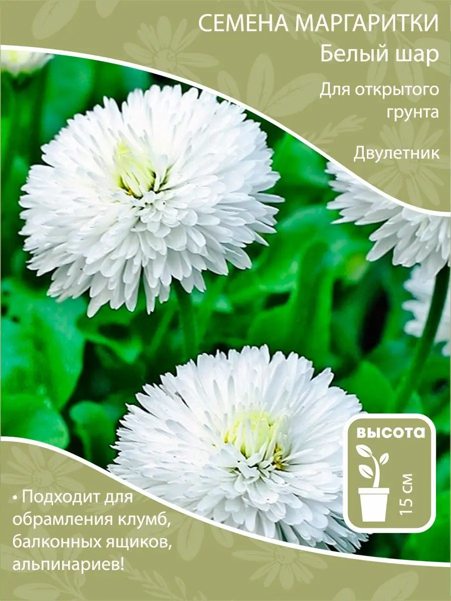 ❀ Многолетники с круглыми соцветиями| GreenMarket