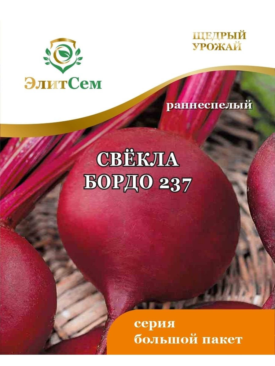 Свекла бордо 237 описание сорта. Свекла бордо 237. Свёкла бордо описание сорта. Свекла бордо фото. Свекла бордо рассада.