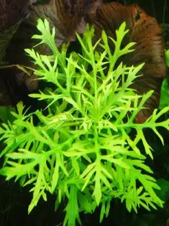 Гигрофила деморфная (диформис) (3 ветки).Живое растение Aqua_Plants 145118516 купить за 343 ₽ в интернет-магазине Wildberries