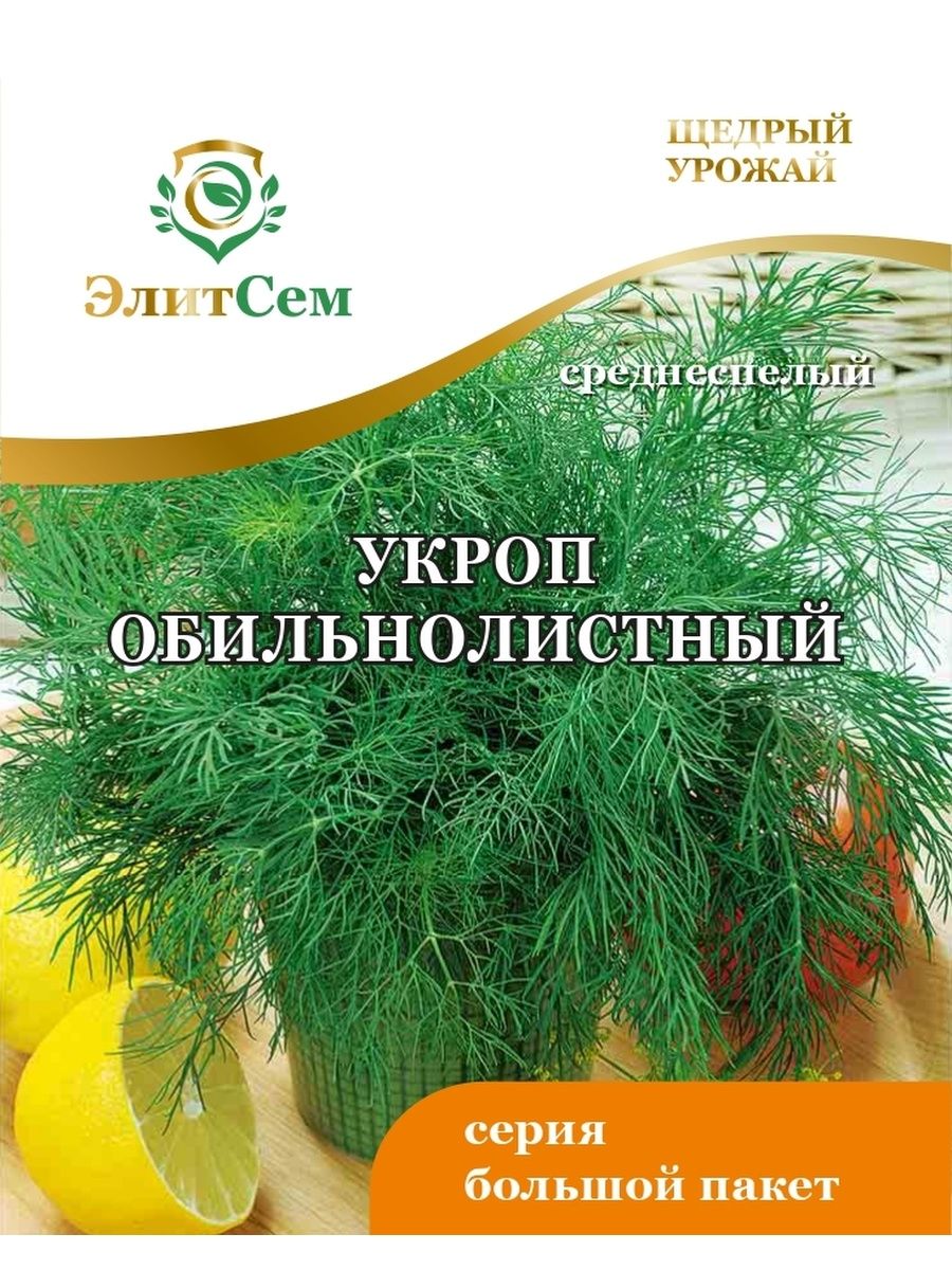 Укроп обильнолистный. Укроп Обильнолистный фото. Укропное дерево. Укроп Обильнолистный отзывы.