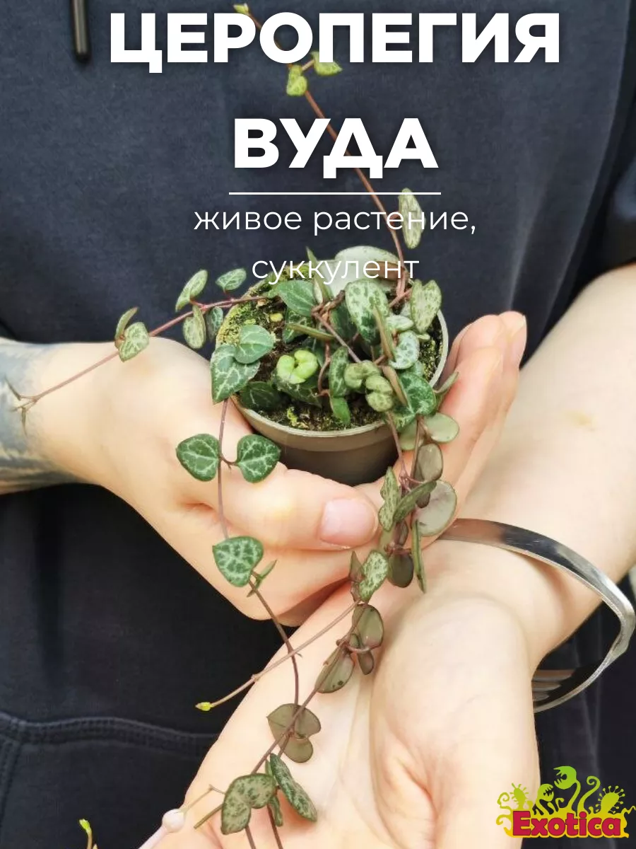 Церопегия Вуда (Ceropegia Woodii) D5см Exotica 145148891 купить за 709 ₽ в  интернет-магазине Wildberries