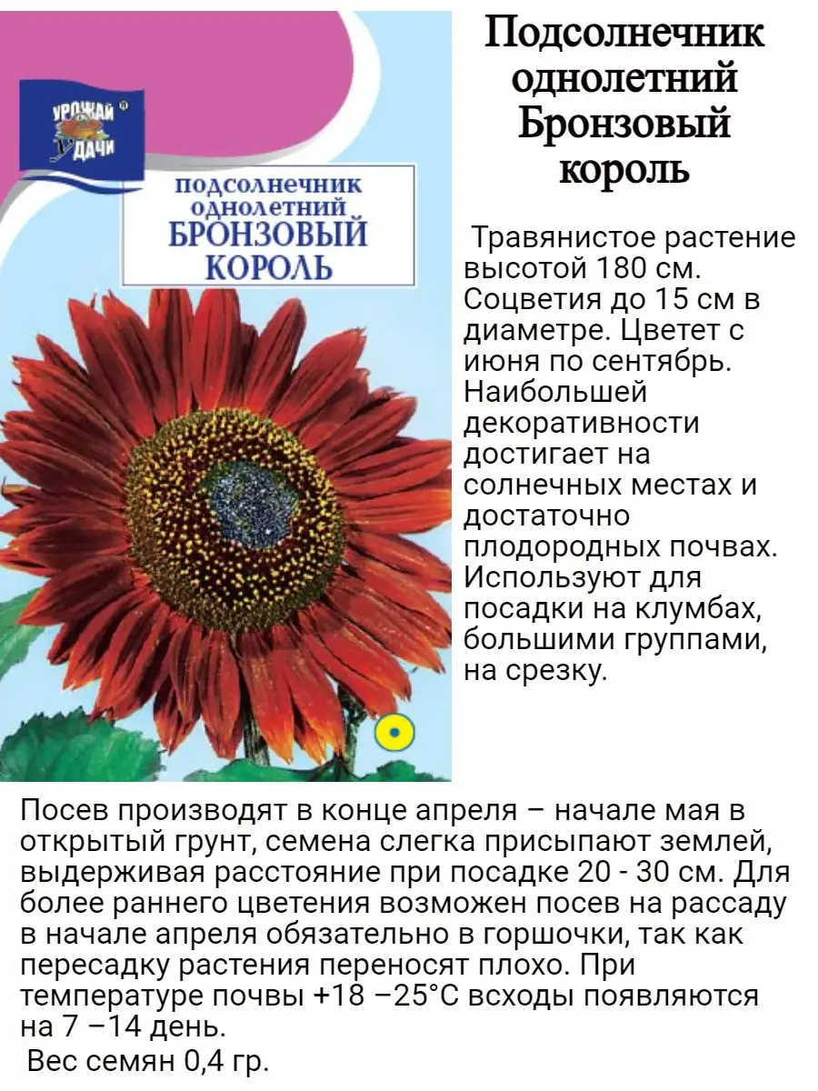 Давай посадим Солнышко Выращивание подсолнуха на даче | С грядки - к столу | Дзен