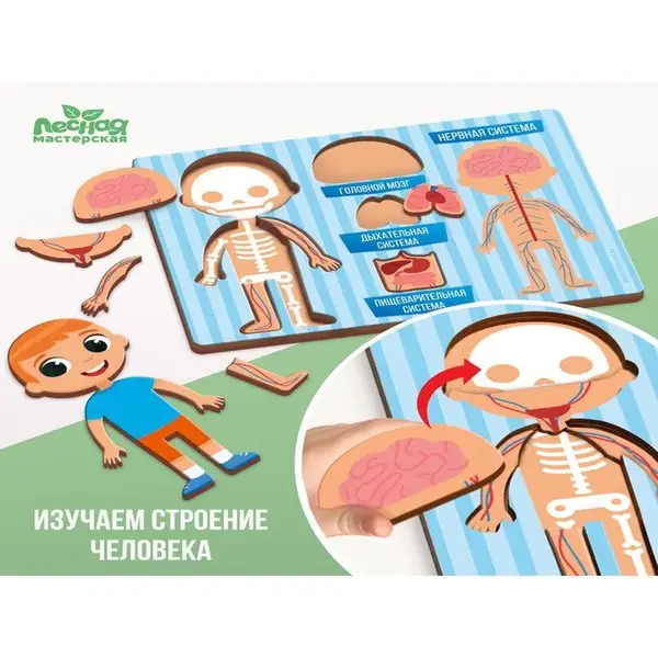 Рамка-вкладыш Анатомия