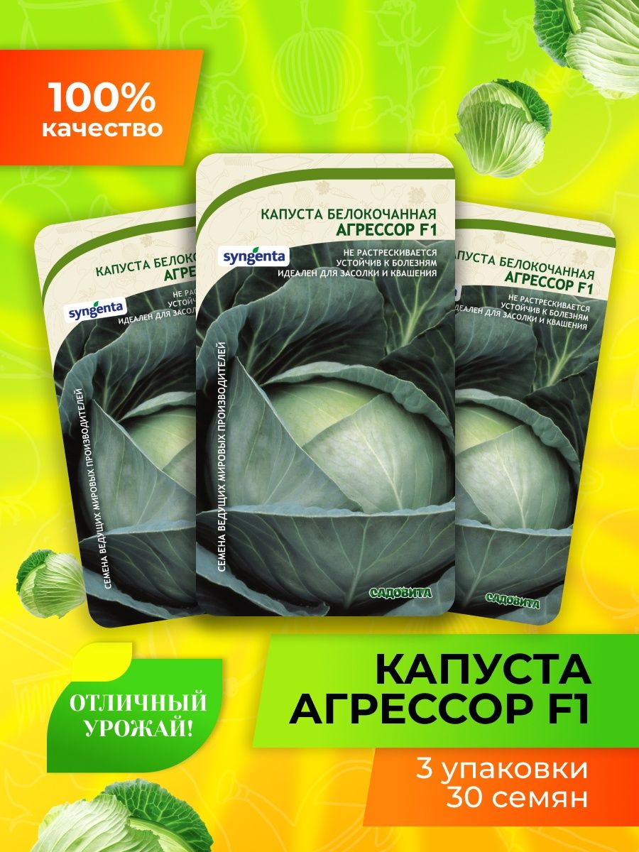 Капуста Агрессор. Рассада капусты Агрессор. Капуста среднепоздняя. Капуста Агрессор схема посадки.