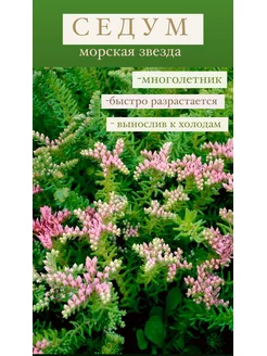 Седум красивый «Морская Звезда» Стильные цветы 145566082 купить за 156 ₽ в интернет-магазине Wildberries