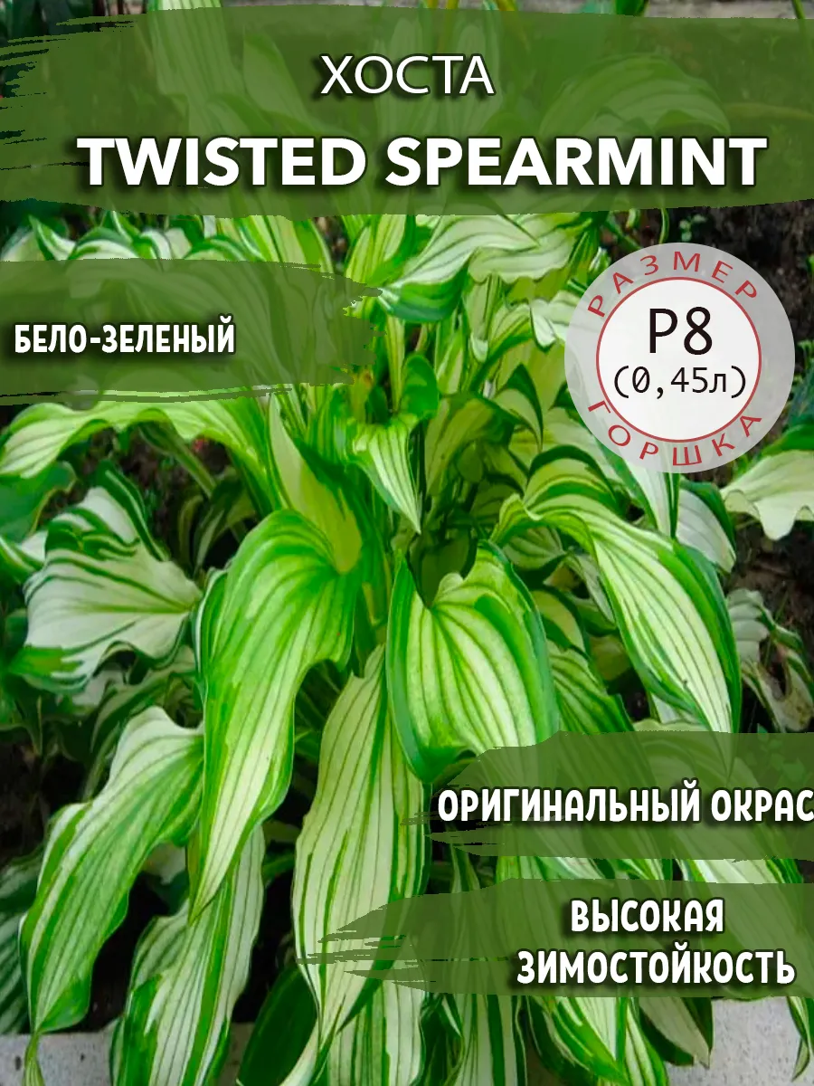 Хоста Twisted Spearmint Садовые Растения 145611830 купить за 383 ₽ в  интернет-магазине Wildberries