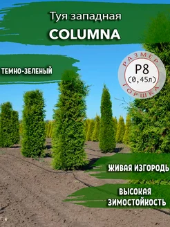 Туя западная Columna Садовые Растения 145679105 купить за 388 ₽ в интернет-магазине Wildberries