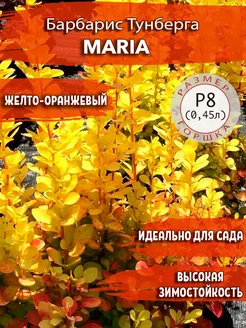 Барбарис Тунберга Maria Садовые Растения 145694799 купить за 463 ₽ в интернет-магазине Wildberries