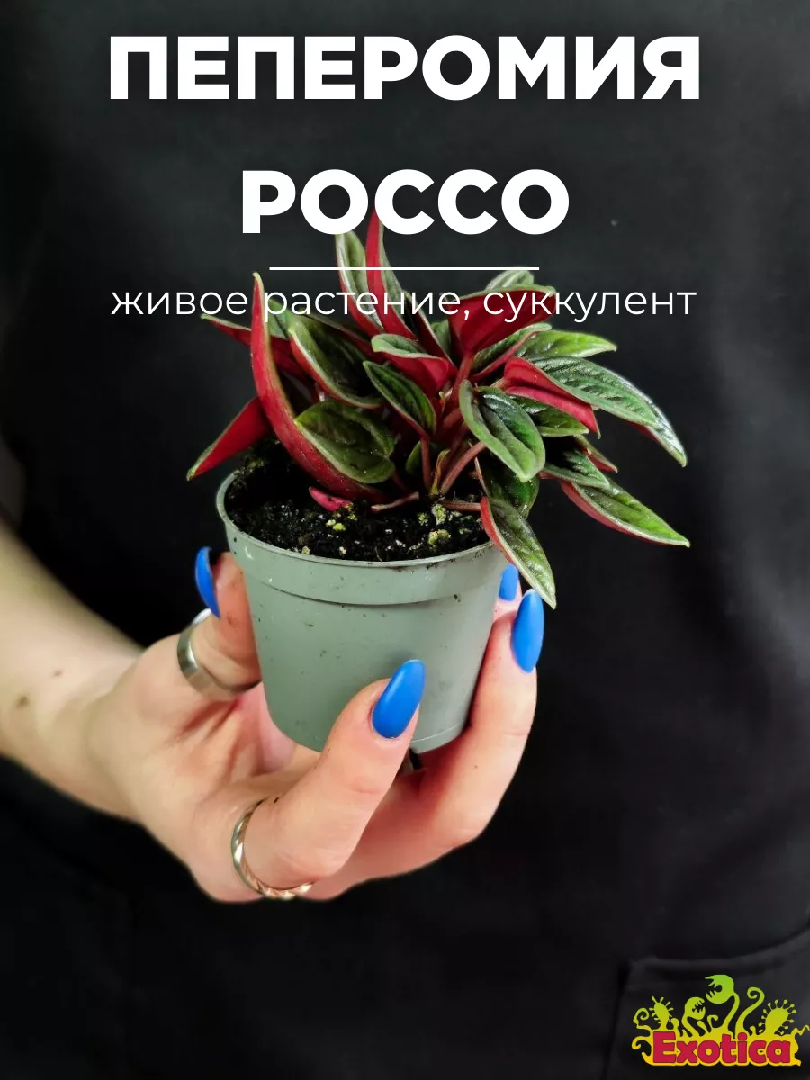 Пеперомия Россо (Peperomia Rosso) D5см Exotica 145912914 купить в  интернет-магазине Wildberries