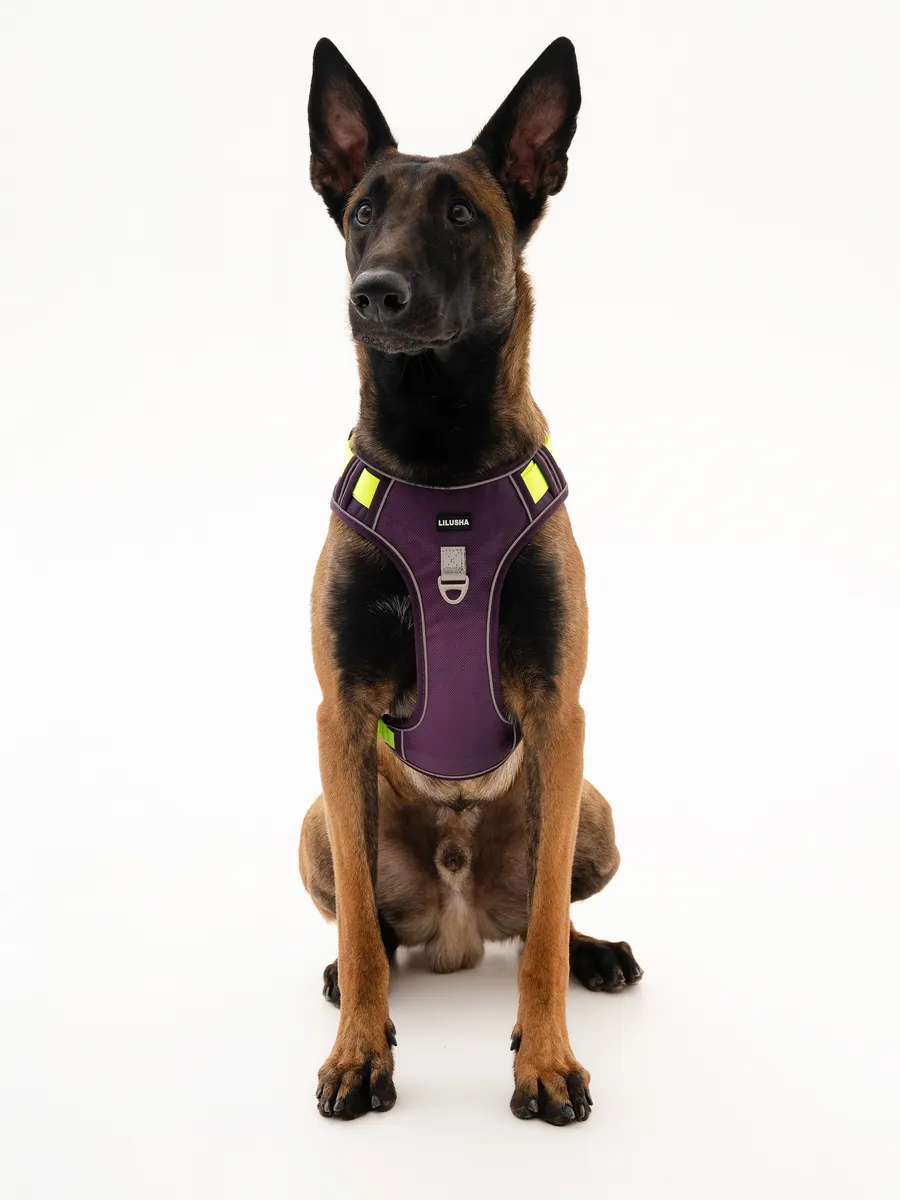 рентген собаки порно