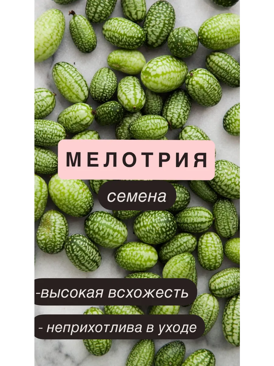 Мелотрия шершавая колибри
