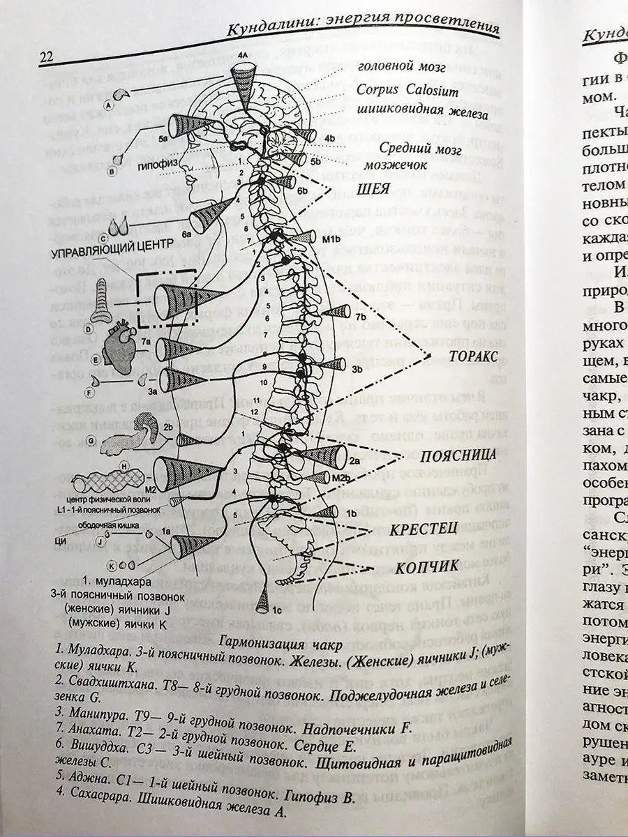 Кундалини энергия просветления движение сексуальной силы йог Институт  метафизики 146045001 купить в интернет-магазине Wildberries