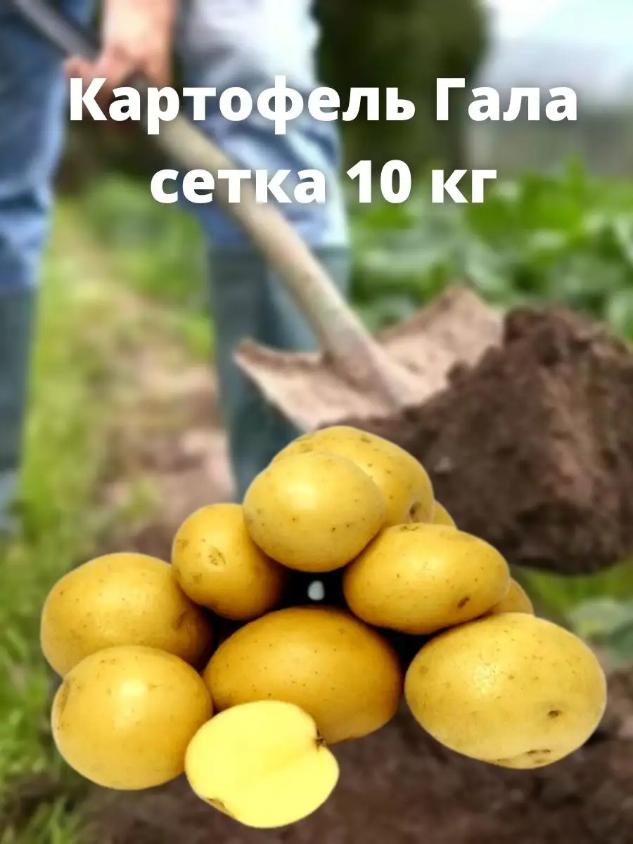 Картофель Гала сетка 10 кг Соловьев Дмитрий 146166378 купить за 680 ₽ в  интернет-магазине Wildberries