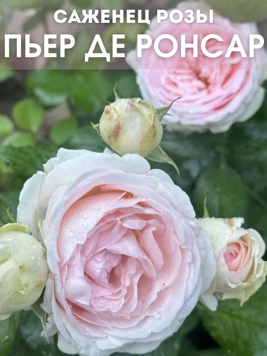 Саженец розы плетистая Пьер де Ронсар Dream Roses 146357019 купить в  интернет-магазине Wildberries