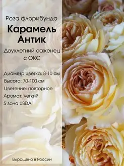 Саженец розы Карамель Антик Dream Roses 146358581 купить за 671 ₽ в интернет-магазине Wildberries