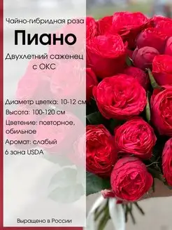 Саженец розы Пиано Dream Roses 146361425 купить за 627 ₽ в интернет-магазине Wildberries