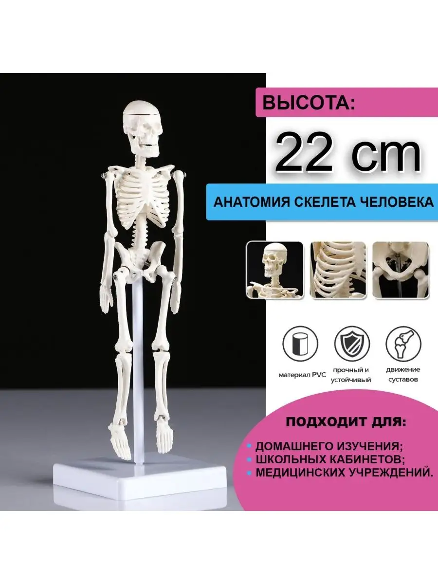 Макет Скелет человека