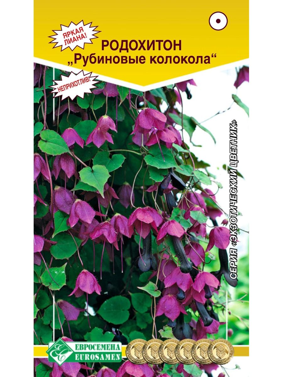 Родохитон семена. Родохитон Рубиновые колокола. Родохитон пурпурные фонарики. Родохитон китайские фонарики.