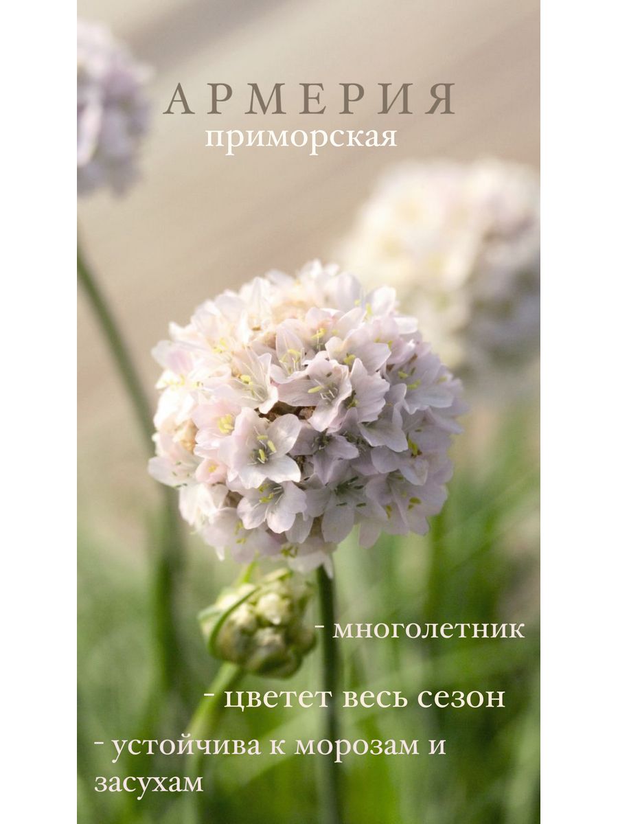 Армерия монинг. Армерия Вайт. Армерия Приморская. Армерия Приморская 'морнинг Уайт'. Армерия «morning Star White».