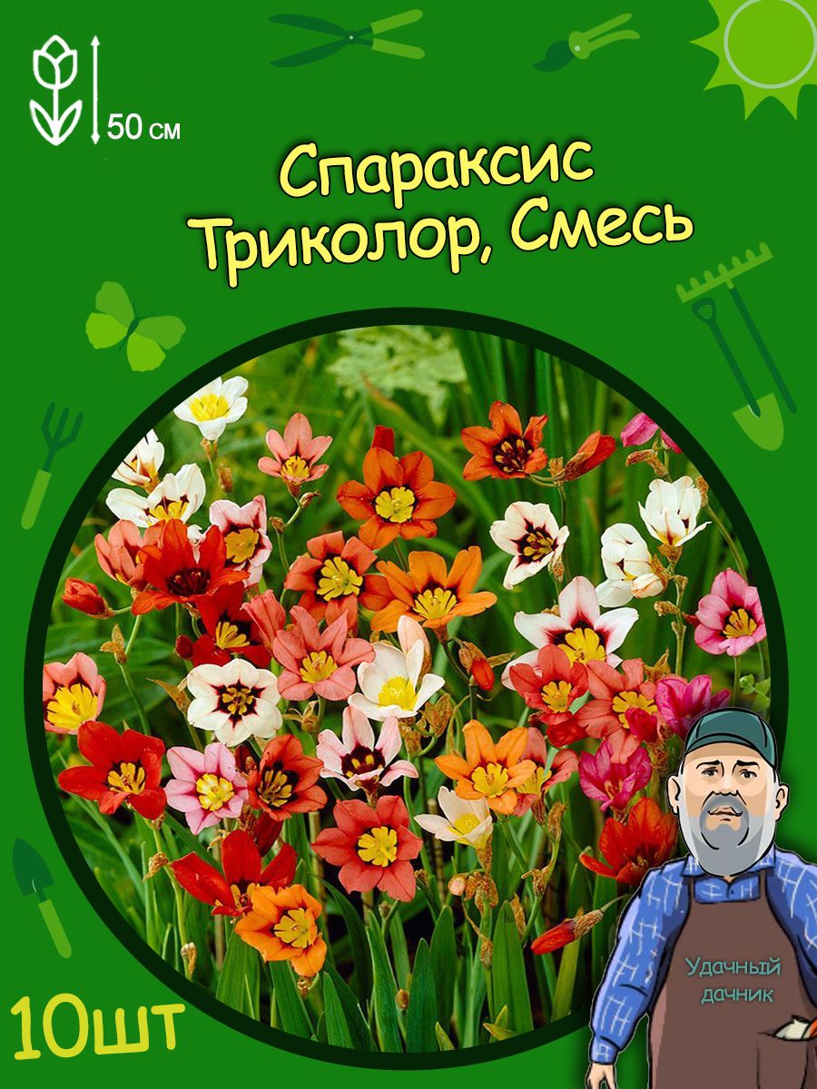 Спараксис весеннее настроение. Спараксис Tricolor. Цветы спараксис луковичные. Спараксис, смесь. Спараксис Триколор смесь.