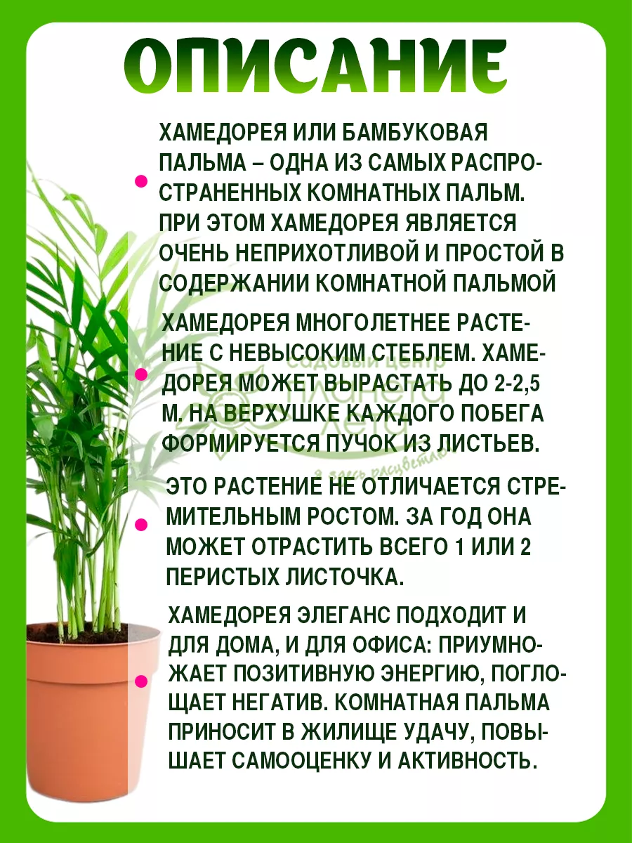 Комнатные растения пальма живая Хамедорея Планета Лета 147066136 купить за  690 ₽ в интернет-магазине Wildberries